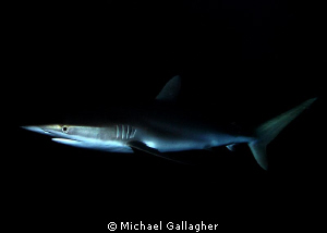 Silky shark at night in the Sudanese Red Sea - dual strob... by Michael Gallagher 